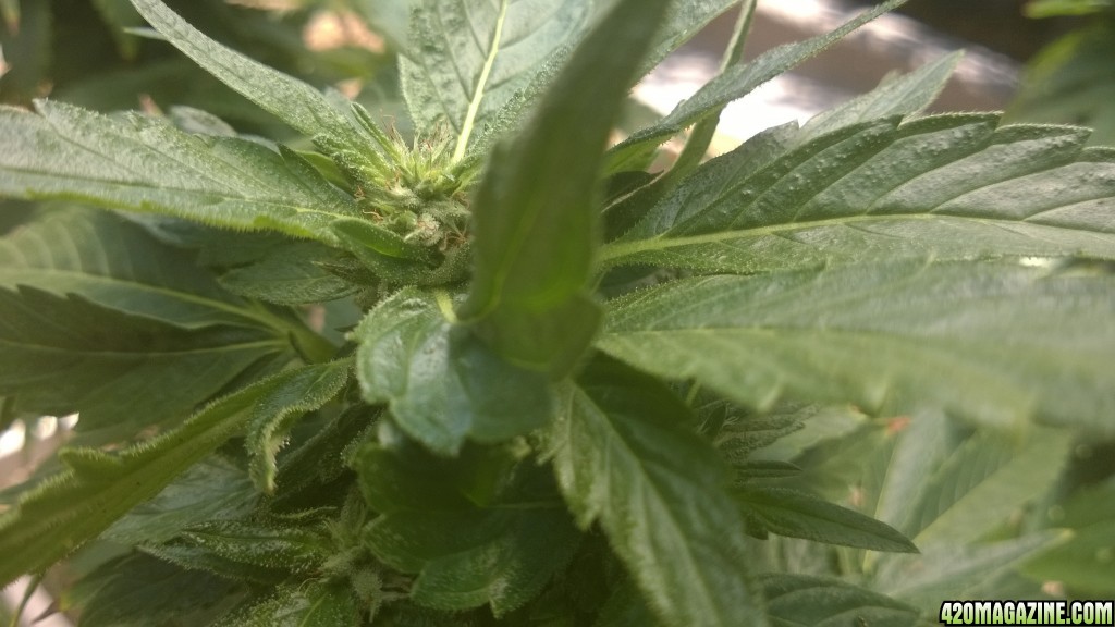 My First Outdoor Grow