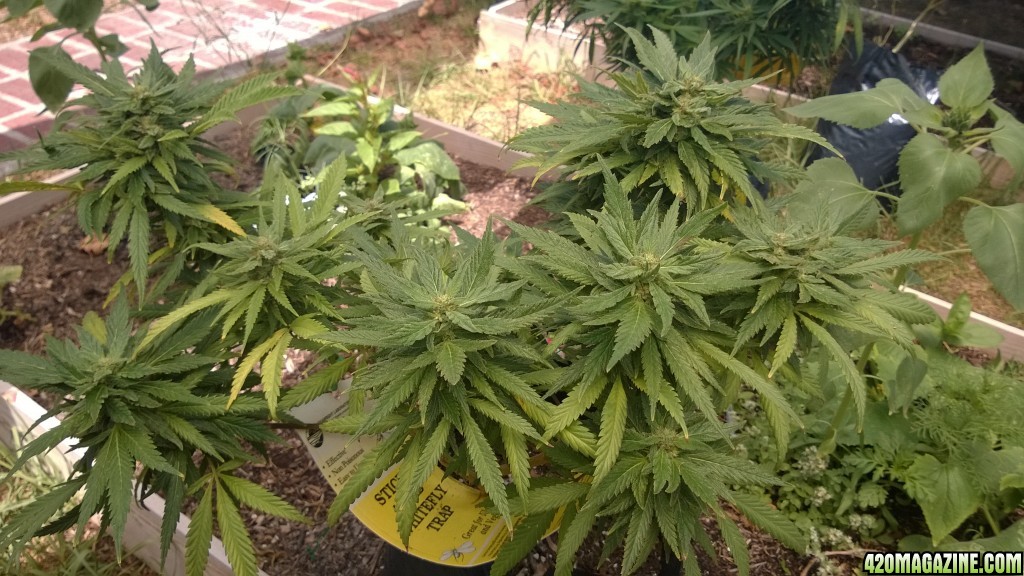 My First Outdoor Grow