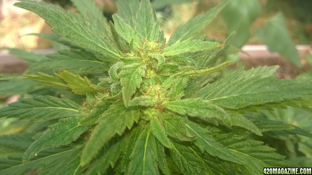 My First Outdoor Grow