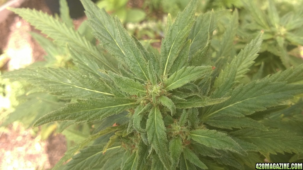 My First Outdoor Grow