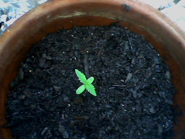 my first plant baby