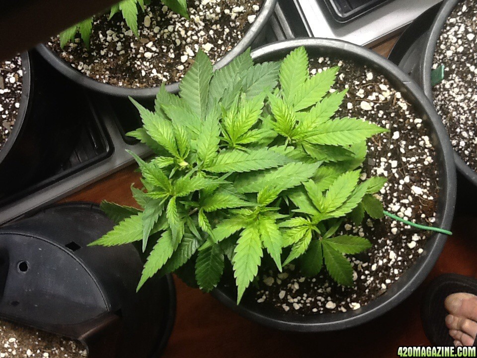 My first plant Obi1-Cannobi Jedi kush