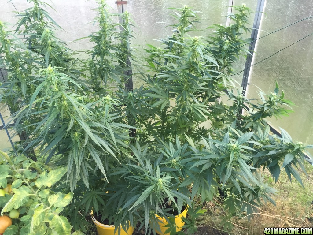 My First sativa plants. 2015.