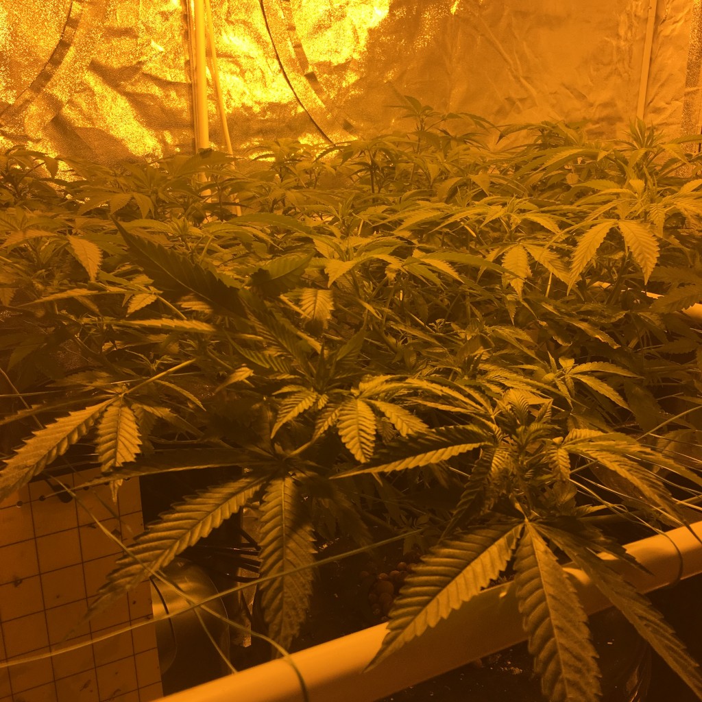 My first scrog