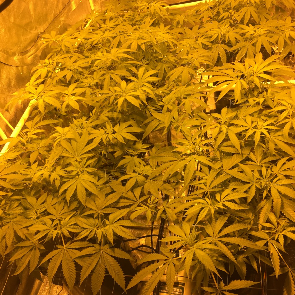 My first scrog