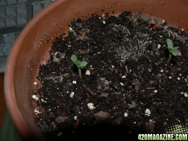 My First Sprouts