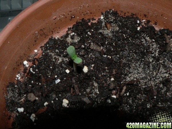 My First Sprouts