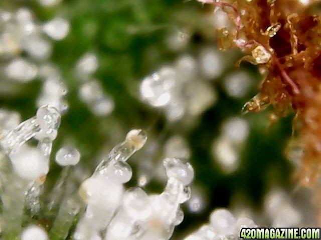 my first trichomes pics