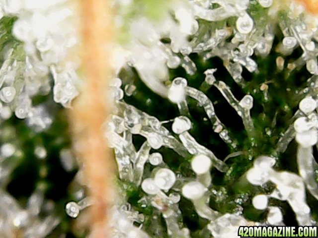 my first trichomes pics