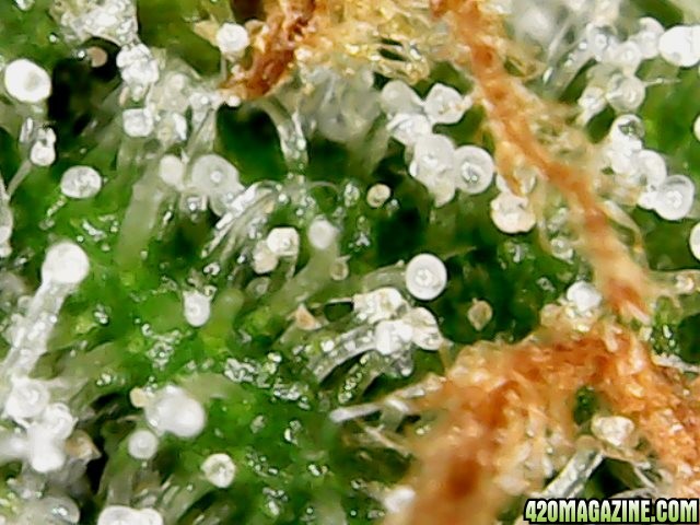 my first trichomes pics