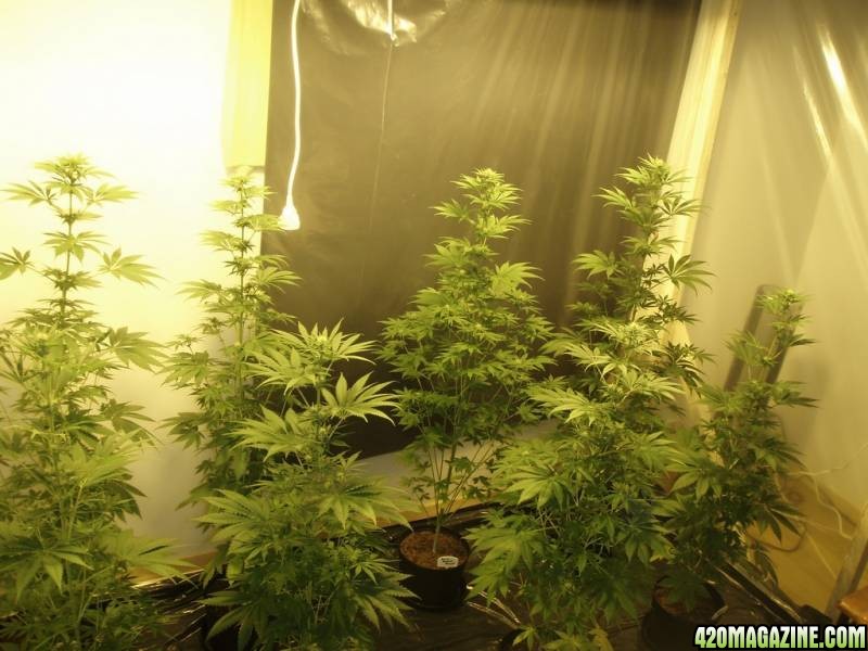 My grow all Feminized Snow White and PPP