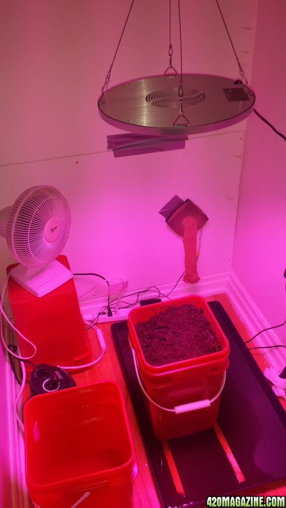 My Grow Closet