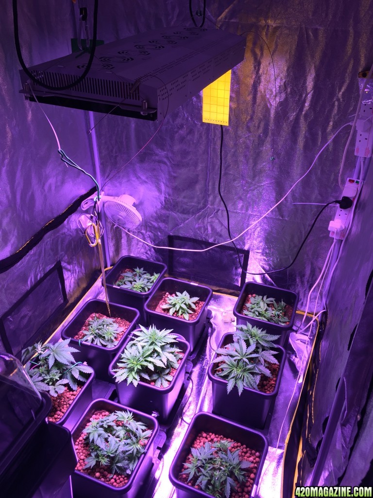 My grow journal