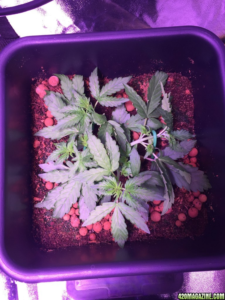 My grow journal