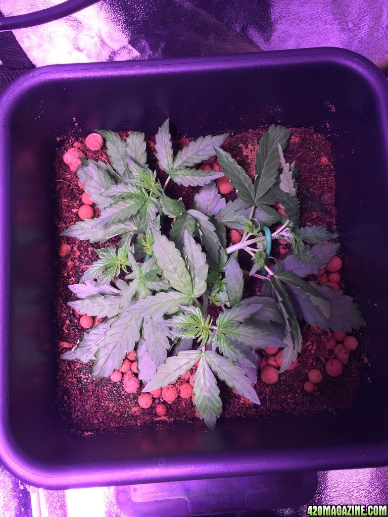 My grow journal