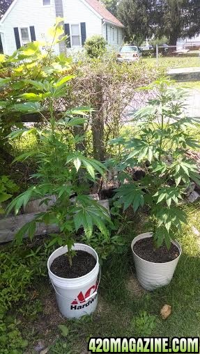 My grow - Outdoors