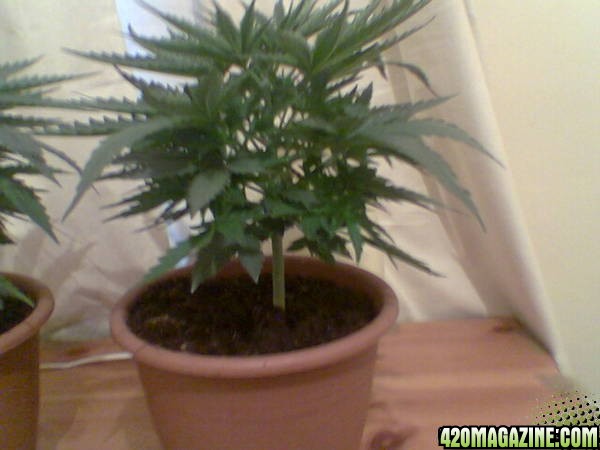 My Grow Pics 19-7