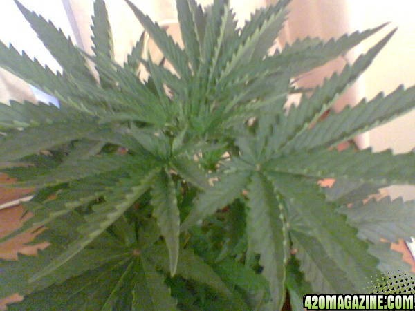 My Grow Pics 19-7