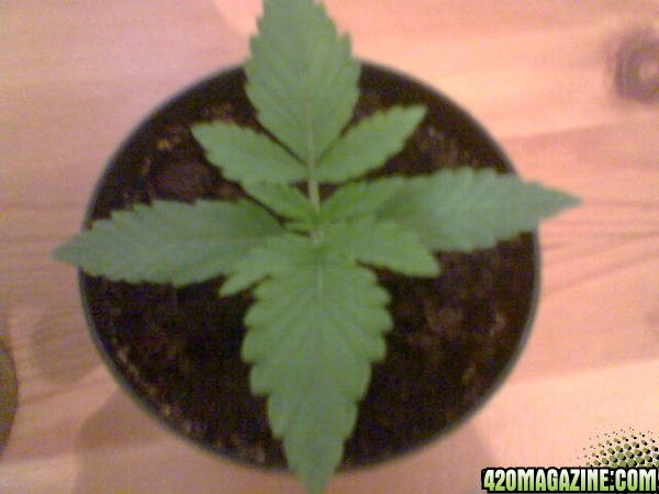 My Grow Pics 19-7