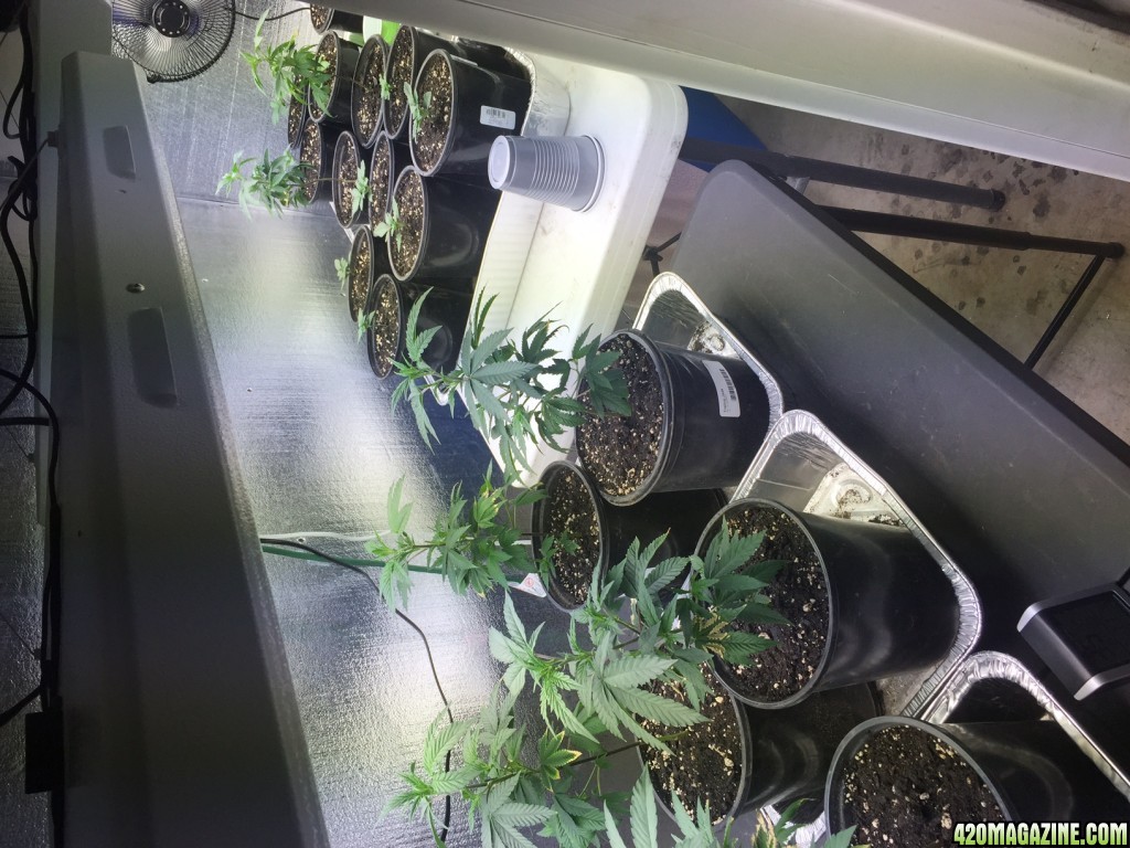 My grow room pics