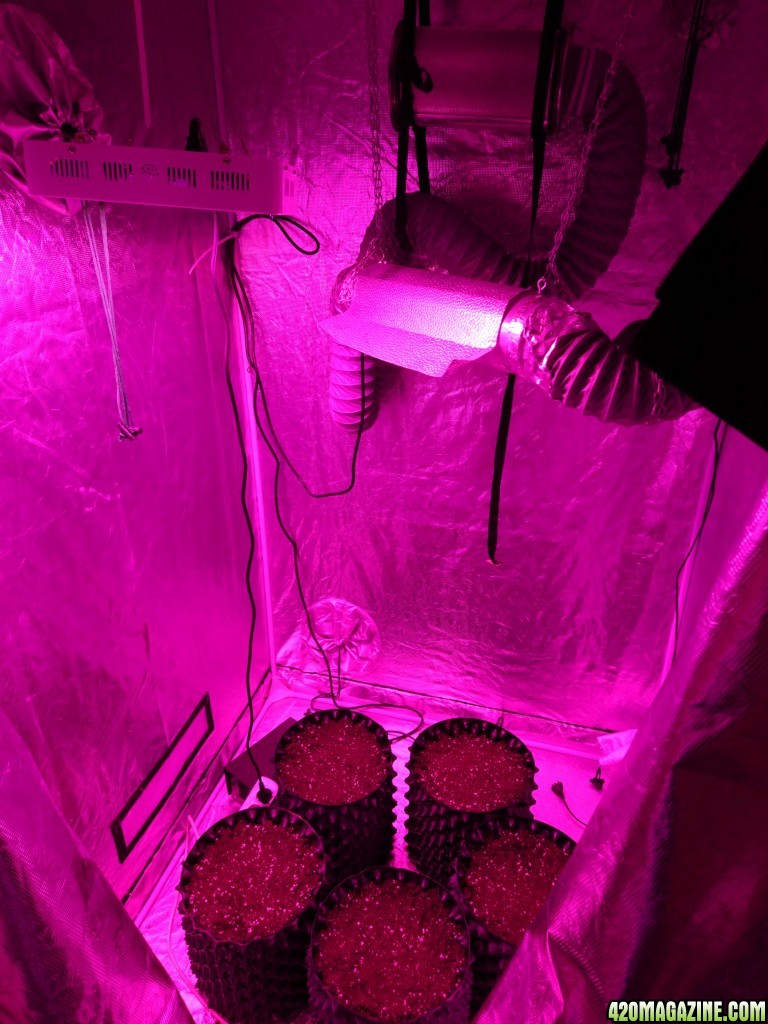 My grow tent