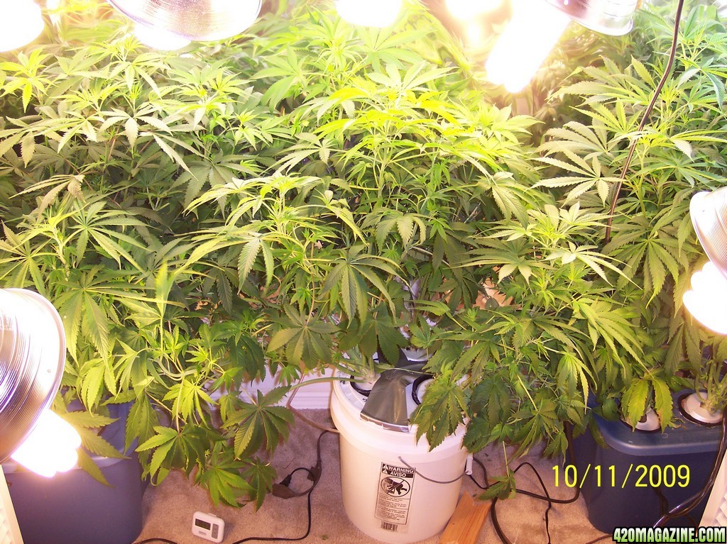 my grow