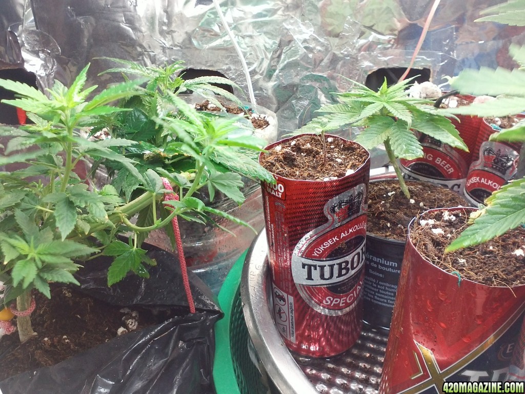 My grow