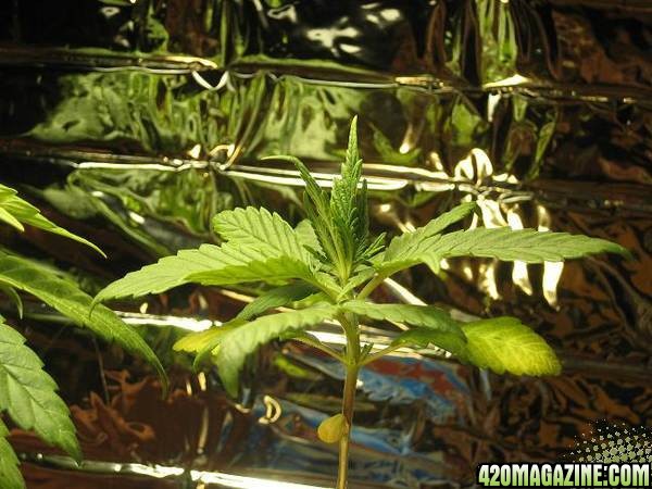 MY GROW