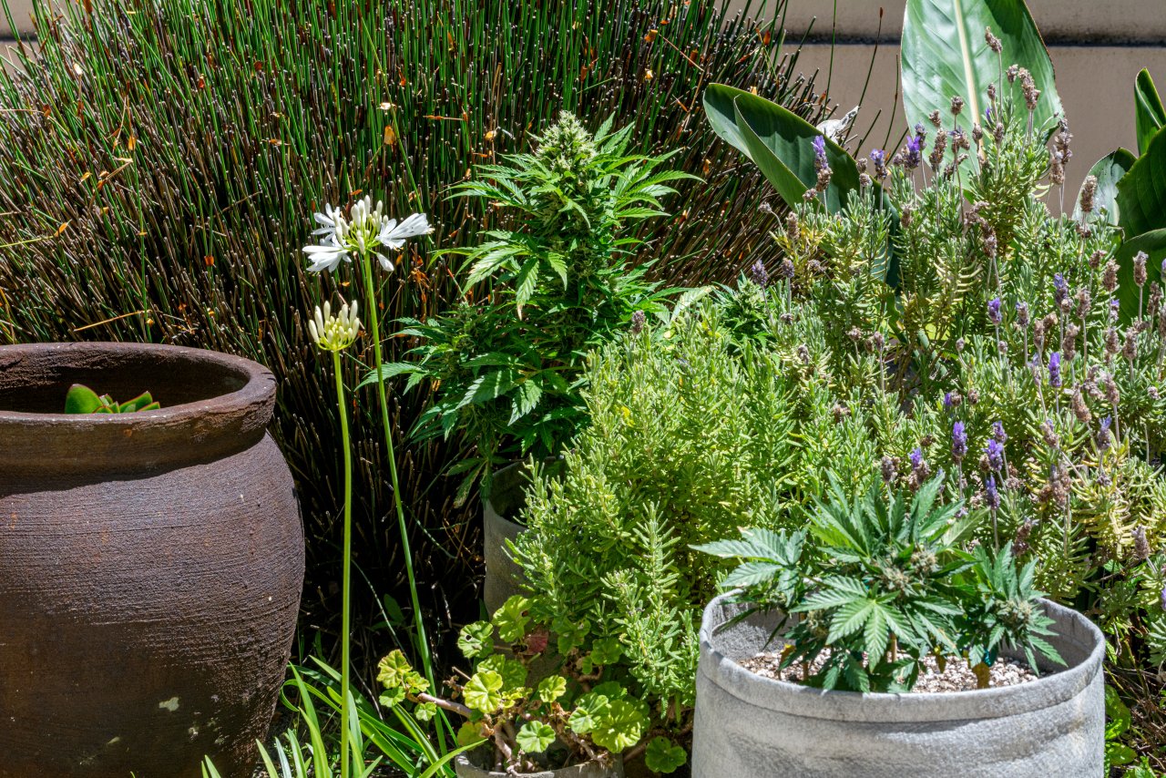 My Herb Garden With Two Somango Autos