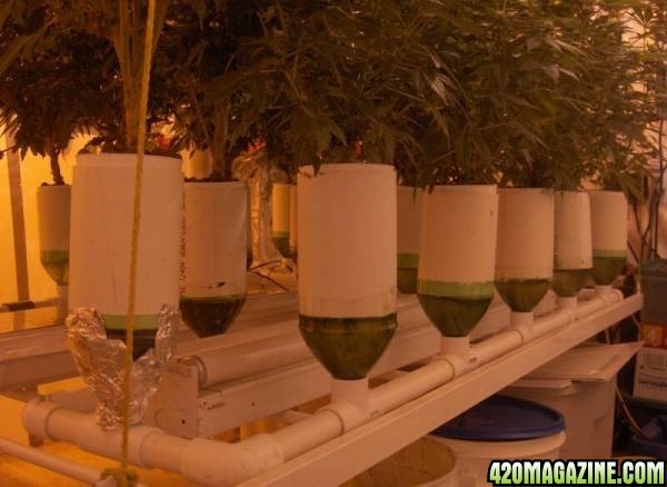 My home-made hydroponic system