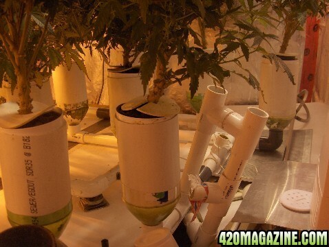 My home-made hydroponic system