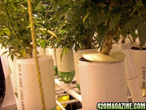 My home-made hydroponic system