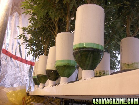 My home-made hydroponic system