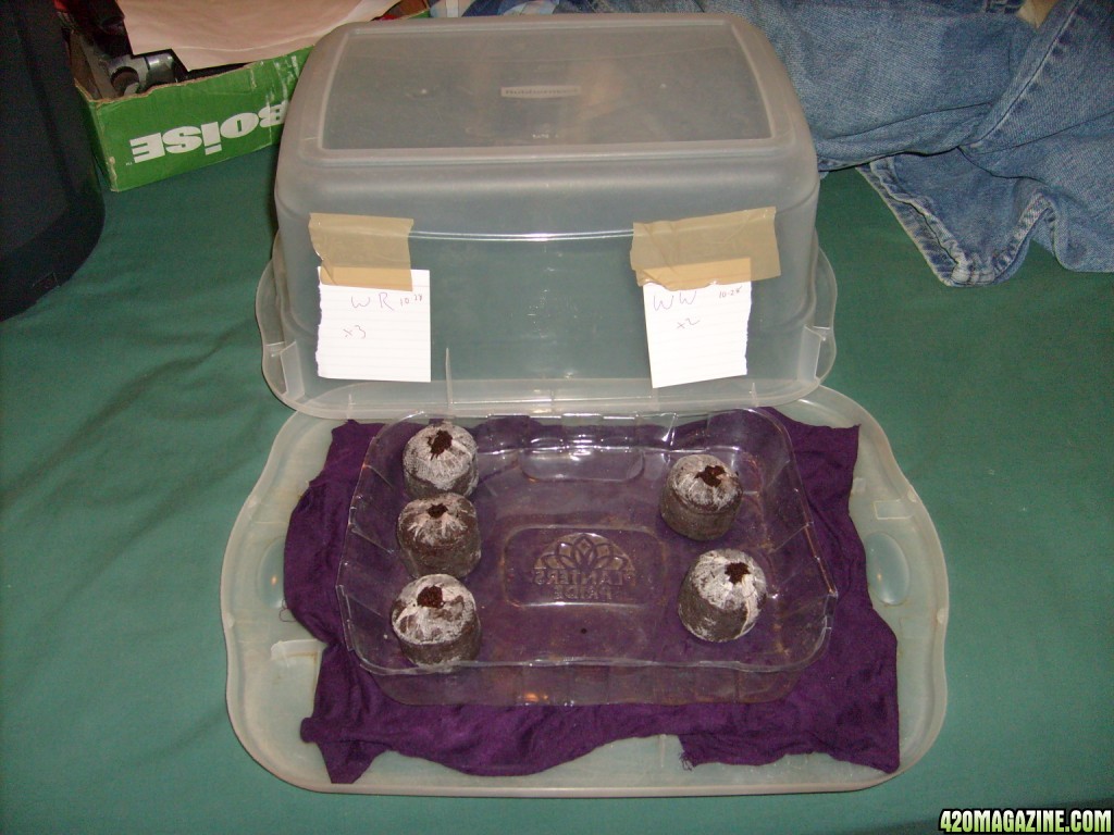 my "huma-dome" with peat pots