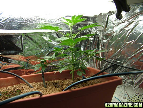 My Hydro Grow