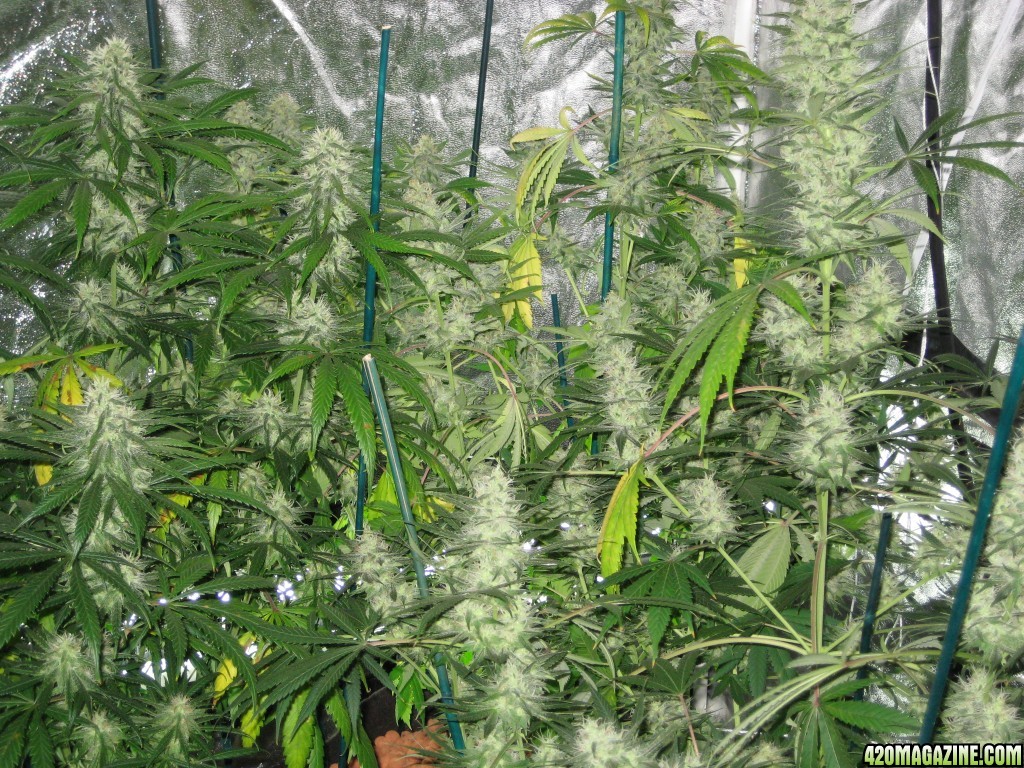 My last grow some years ago.. Cherry AK47 / G13 Haze