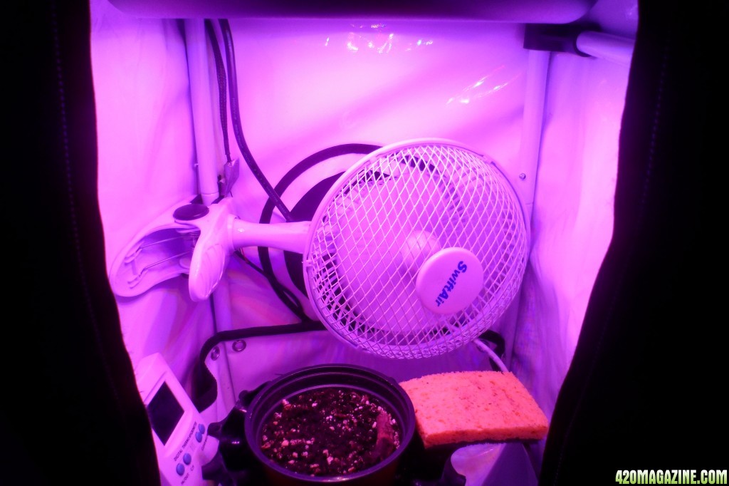 my microgrow tent