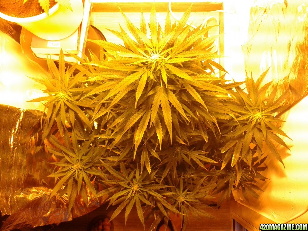 my new grow please help :] Experts only.