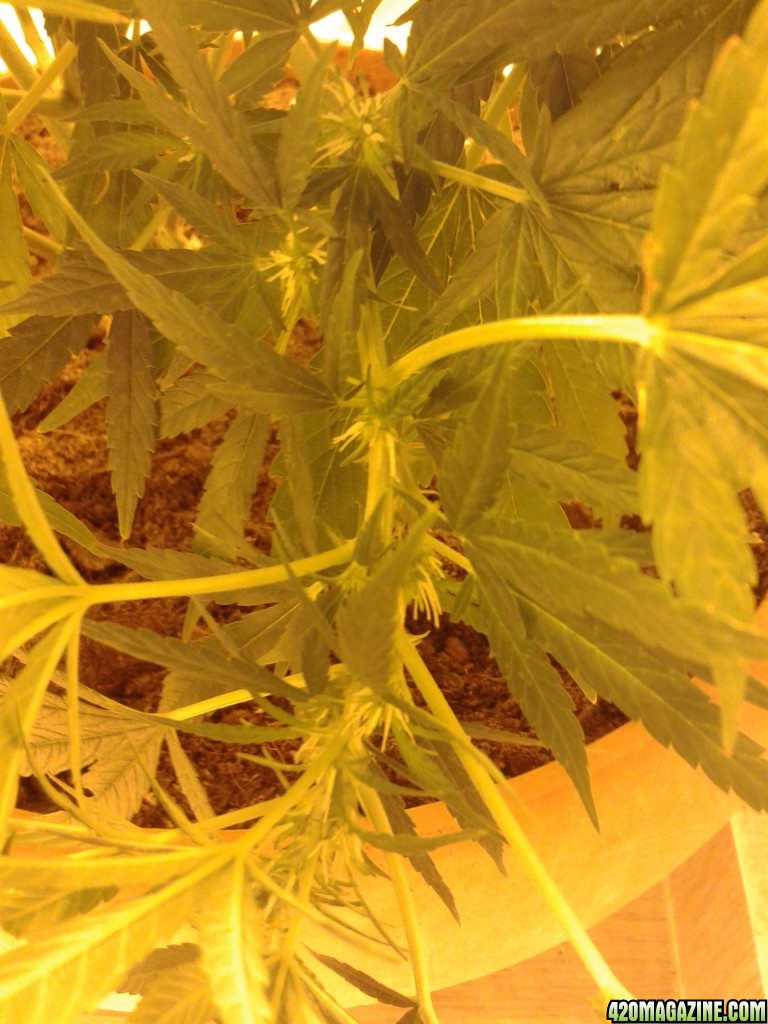 my new grow please help :] Experts only.