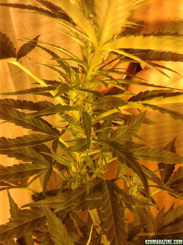 my new grow please help :] Experts only.