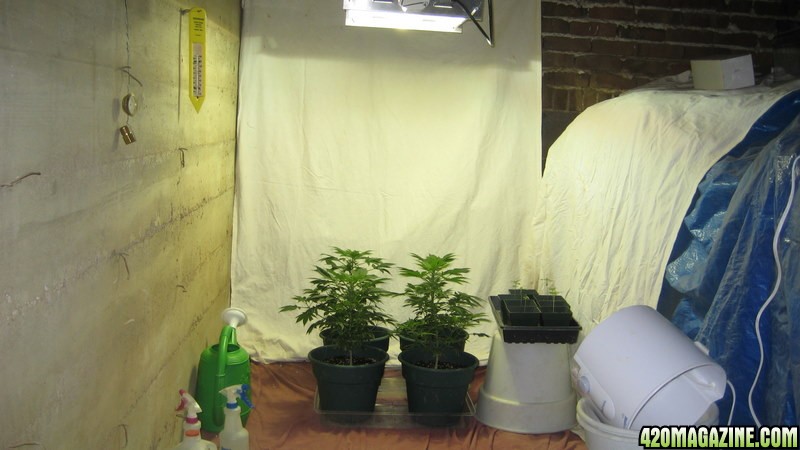 My new grow room