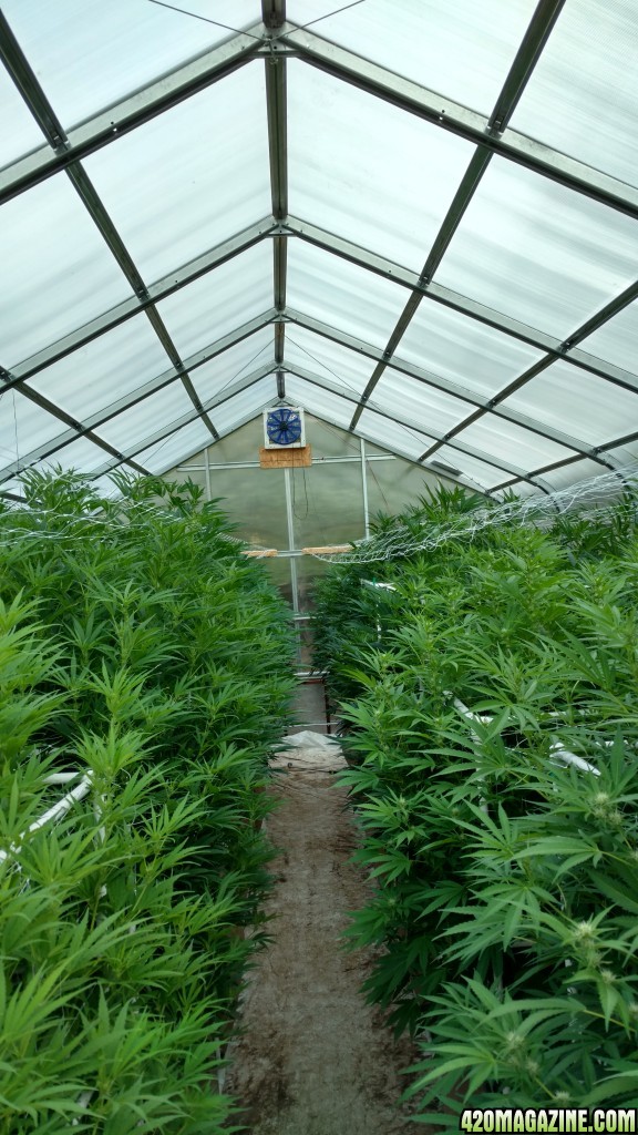 My new MMJ greenhouse