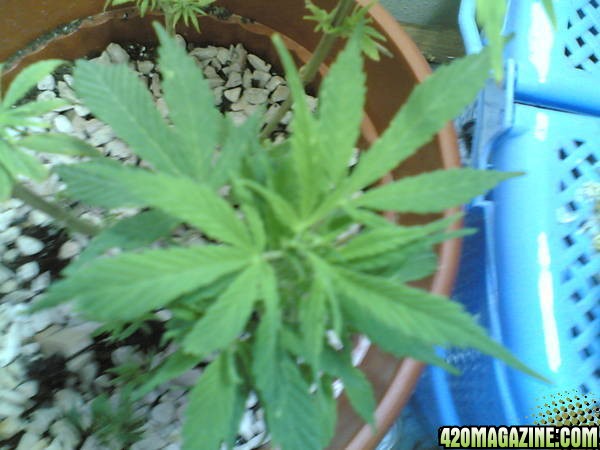 my old plant