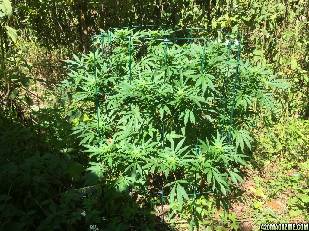 My outdoor grow 2016