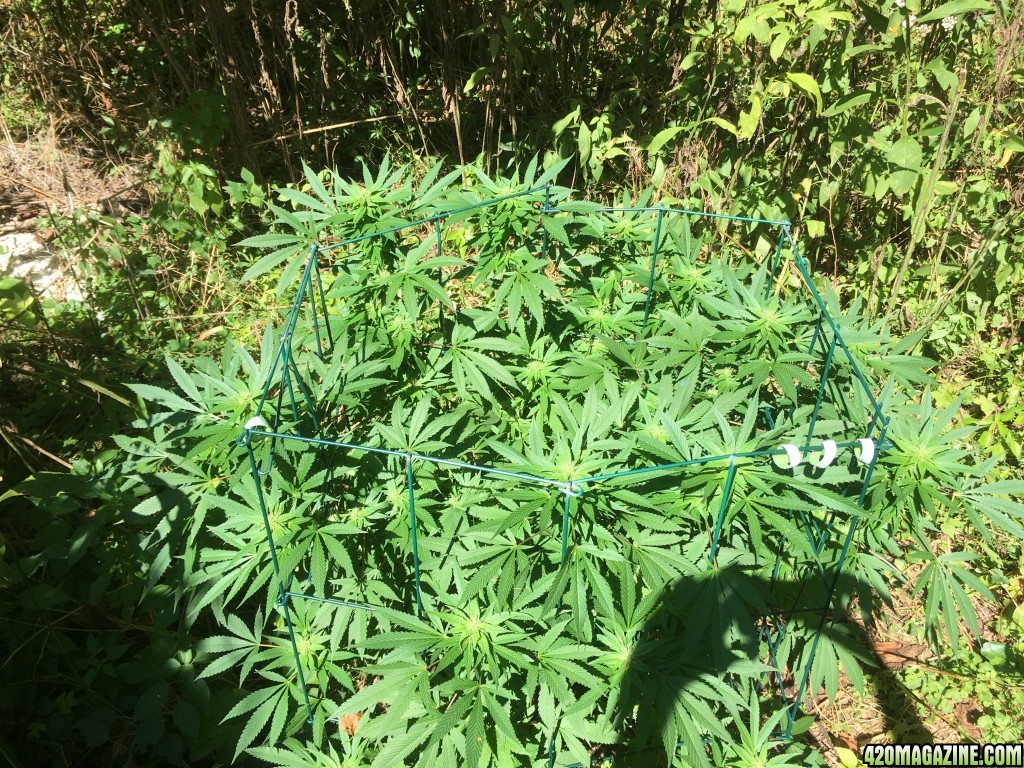 My outdoor grow 2016