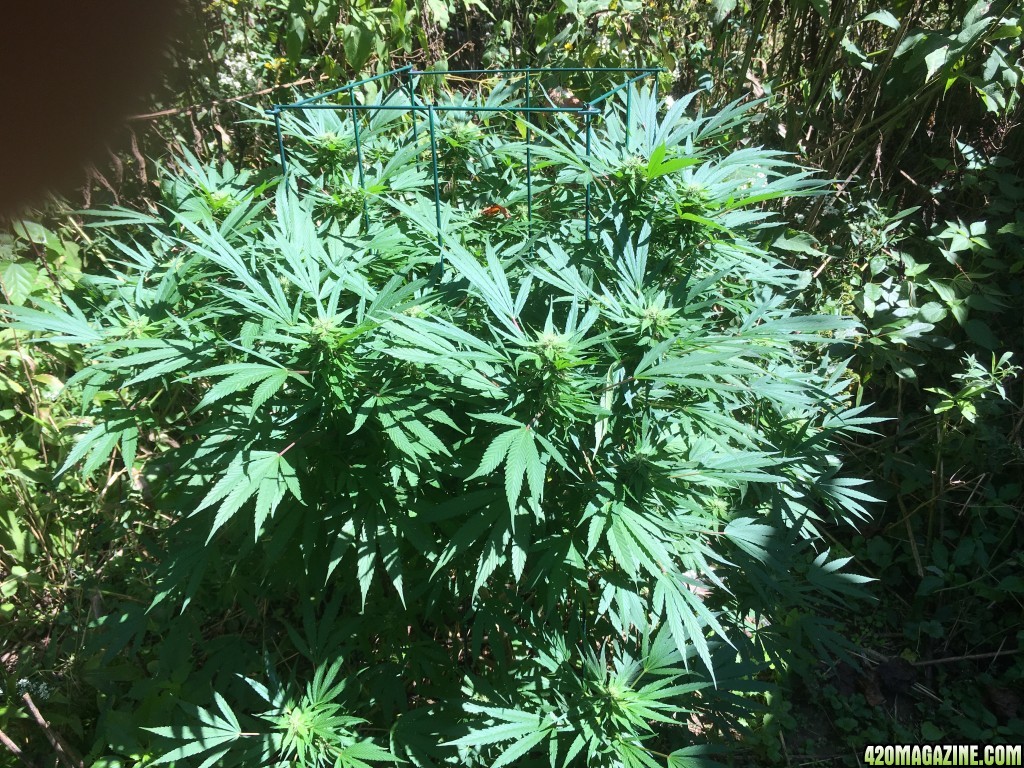 My outdoor grow 2016