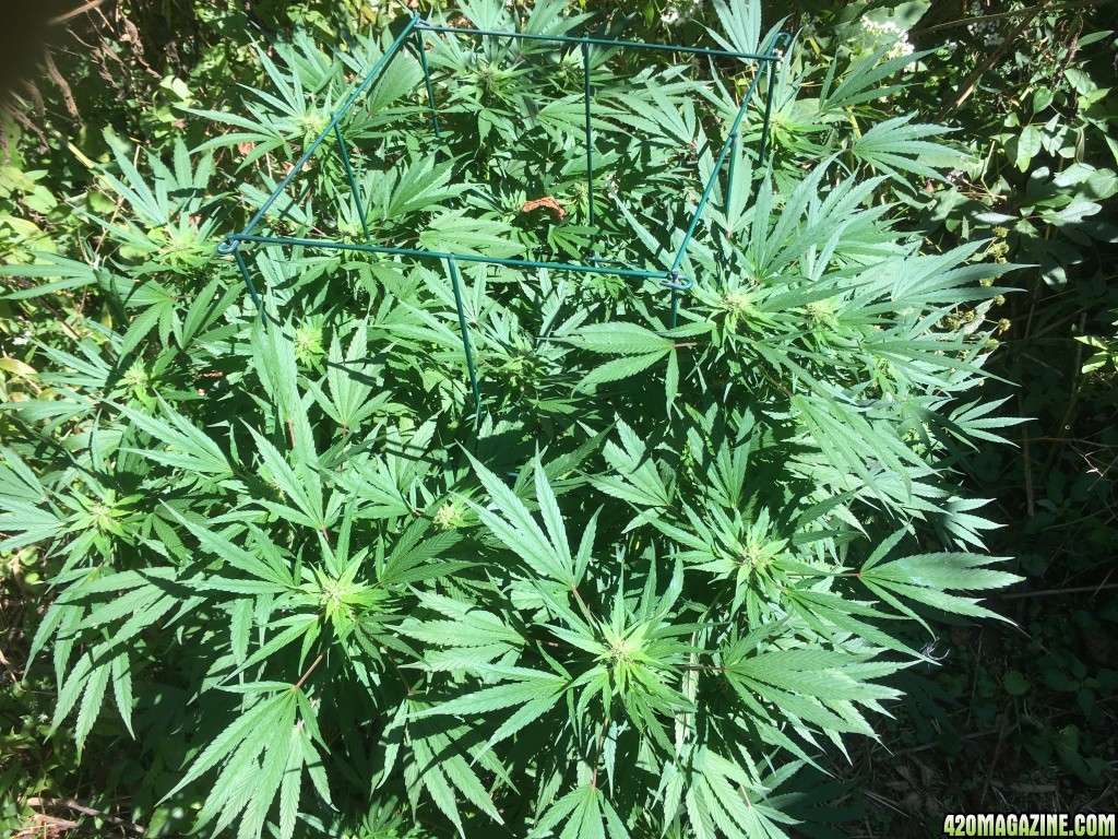 My outdoor grow 2016