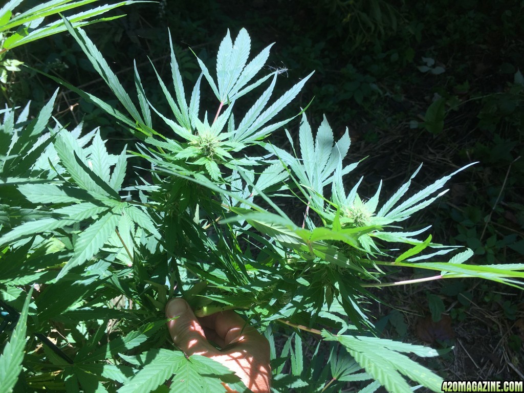 My outdoor grow 2016