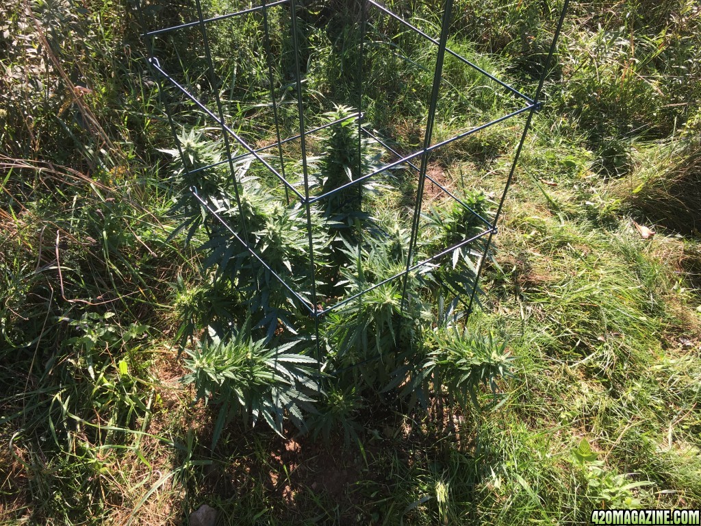 My outdoor grow 2016