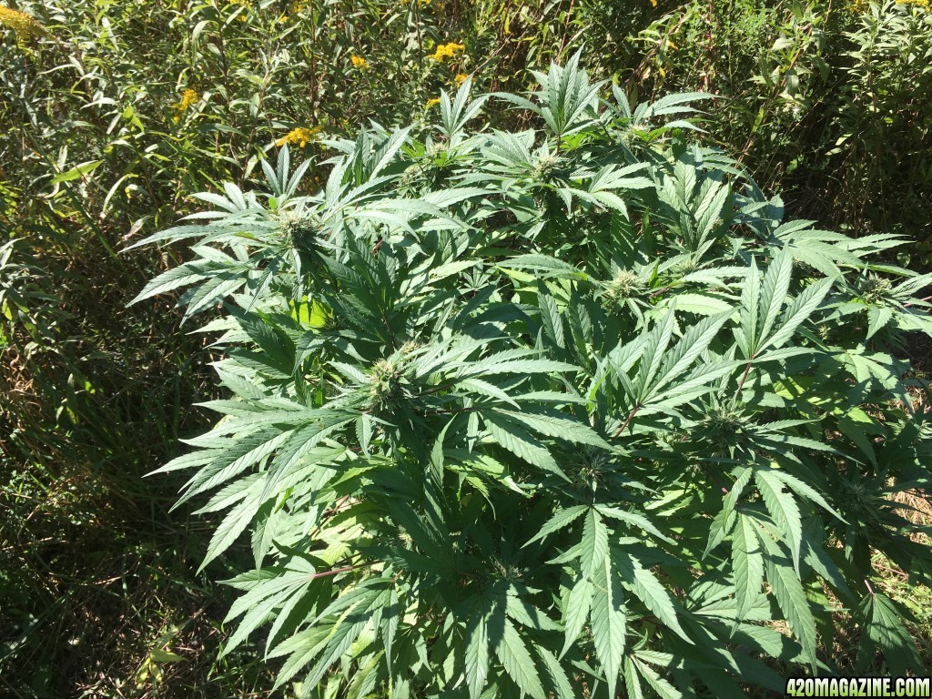 My outdoor grow 2016